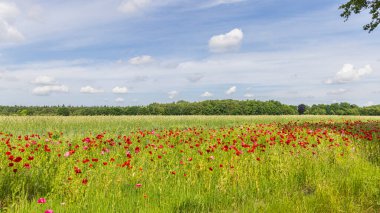 Tarım tarlası, kırmızı gelincik ve mavi mısır çiçekleri gibi renkli kır çiçekleriyle dolu taze buğday tarlası. Doğayı kapsayan çiftçiliğin kavramsal örneği