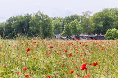 Tarım tarlası, kırmızı gelincik ve mavi mısır çiçekleri gibi renkli kır çiçekleriyle dolu taze buğday tarlası. Doğayı kapsayan çiftçiliğin kavramsal örneği