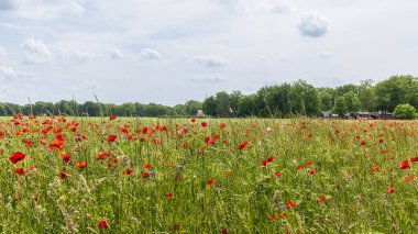 Tarım tarlası, kırmızı gelincik ve mavi mısır çiçekleri gibi renkli kır çiçekleriyle dolu taze buğday tarlası. Doğayı kapsayan çiftçiliğin kavramsal örneği