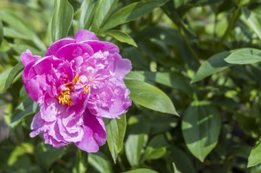 Dışarıdaki bir çiçek tarlasında güneşteki pembe şakayık çiçeğinin yakın çekimi.