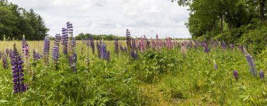Renkli lupinlerle sınırlanmış tarım alanı. Doğayı kapsayan tarım ve biyolojik çeşitliliğe bir örnek