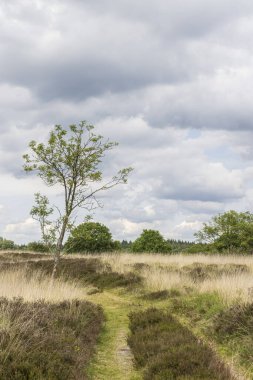 Doğa koruma alanı Heathland ile Hijkerveld, Drenthe Hollanda 'da Midden-Drenthe belediyesinde Hijken en Laaghalen yakınlarında doğal gölet ve yol