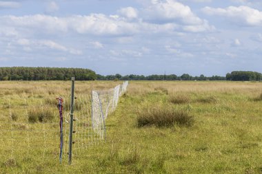 Kurt savar tarlaları çiftlik hayvanlarının kurtlar tarafından saldırıya uğramayacağından emin olmak için otlak arazisinde.