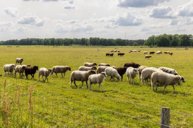 Hollanda, Drenthe 'de otlakta yürüyen Drenthe koyun sürüsü.