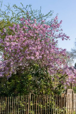 Westerbork, Hollanda - 5 Nisan 2025: Hollanda plasentası ve Drenthe patika rota işareti Drenthe Hollanda 'da geleceğin ormanı