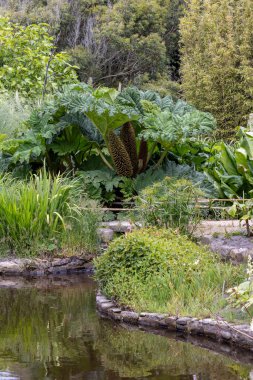 Fransa 'da Normandiya' da dev yaprakları ve çiçekleri olan Gunnera bitkileriyle dolu Chateaux Vauville 'in gizli botanik bahçesi.