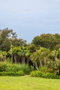 Fransa 'nın Normandiya şehrindeki Şato Vauville' in gizli botanik bahçesindeki palmiye ağaçları.