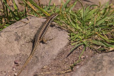 Brittany Fransa 'nın Emerald kıyısındaki Cap Frehel' de yaygın duvar kertenkelesi (Podarcis muralis)
