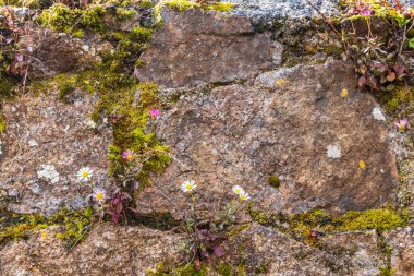 Fransa 'da yosun ve küçük çiçekli antik duvar Ile-de-Brehat sanat adası