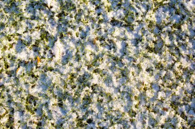 Grass covered with snow in a frosty sunny day background photo