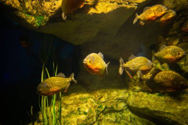 Red-bellied piranha fish in aquarium under the water.