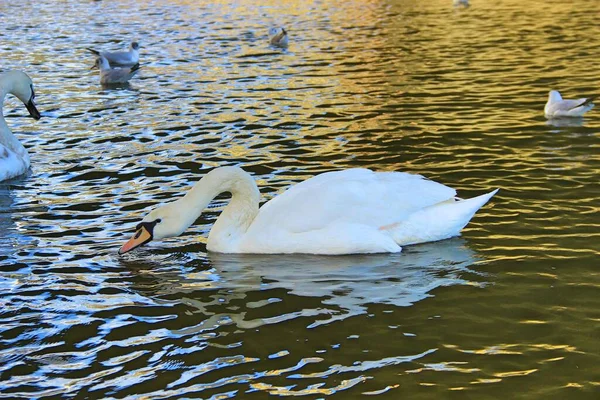 Прекрасный Белый Лебедь Плывет Реке — стоковое фото