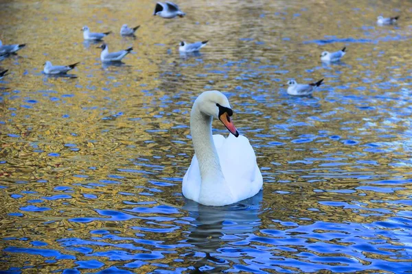Прекрасный Белый Лебедь Плывет Реке — стоковое фото