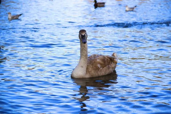 Beautiful Young Swan Floating River — Stock Photo, Image