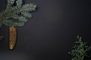 Siyah arka planda köknar konisi olan iki noel ağacı - bir köknar dalı