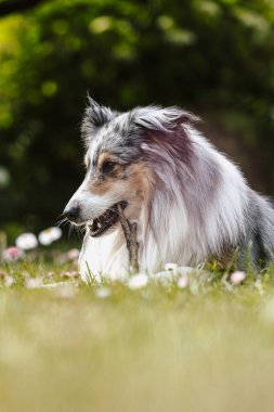 Yeşil bahçedeki nadir mavi merle shetland çoban köpeği. Sıcak bir yaz gününde çekilmiş fotoğraf, bulutlu bir ortam, gölgesi yok..