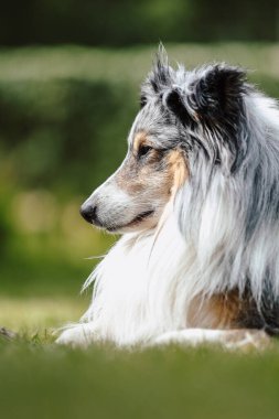 Yeşil bahçedeki nadir mavi merle shetland çoban köpeği. Sıcak bir yaz gününde çekilmiş fotoğraf, bulutlu bir ortam, gölgesi yok..