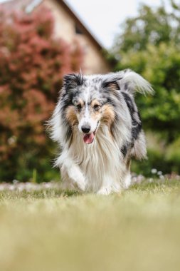 Yeşil bahçedeki nadir mavi merle shetland çoban köpeği. Sıcak bir yaz gününde çekilmiş fotoğraf, bulutlu bir ortam, gölgesi yok..