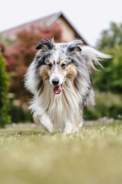 Yeşil bahçedeki nadir mavi merle shetland çoban köpeği. Sıcak bir yaz gününde çekilmiş fotoğraf, bulutlu bir ortam, gölgesi yok..