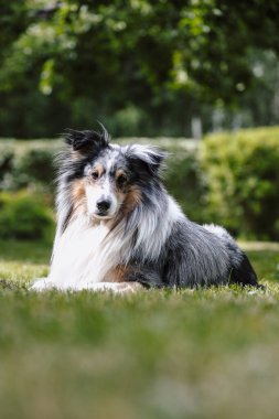 Yeşil bahçedeki nadir mavi merle shetland çoban köpeği. Sıcak bir yaz gününde çekilmiş fotoğraf, bulutlu bir ortam, gölgesi yok..