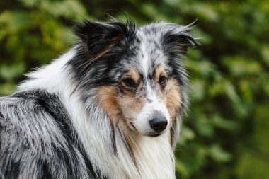 Yeşil bahçedeki nadir mavi merle shetland çoban köpeği. Sıcak bir yaz gününde çekilmiş fotoğraf, bulutlu bir ortam, gölgesi yok..