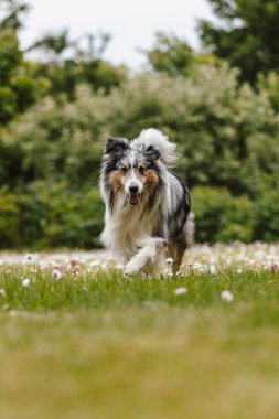 Sheltie 'nin köpeği yeşil bahçededir. Fotoğraf, sıcak, bulutlu bir yaz gününde çekildi. Fotoğraf, sıcak bir bulutlu günde çekildi..