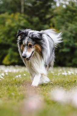 Sheltie 'nin köpeği yeşil bahçededir. Fotoğraf, sıcak bir yaz bulutlu bir günde çekildi..