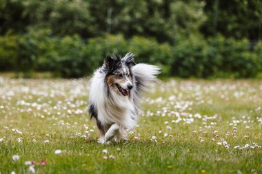 Sheltie 'nin köpeği yeşil bahçededir. Fotoğraf, sıcak, bulutlu bir yaz gününde çekildi. Fotoğraf, sıcak bir bulutlu günde çekildi..