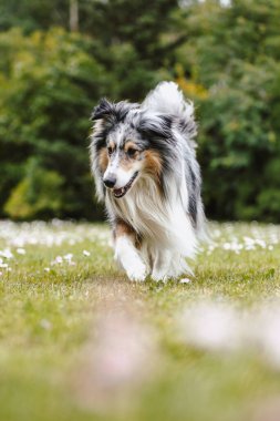 Sheltie 'nin köpeği yeşil bahçededir. Fotoğraf, sıcak bir yaz bulutlu bir günde çekildi..