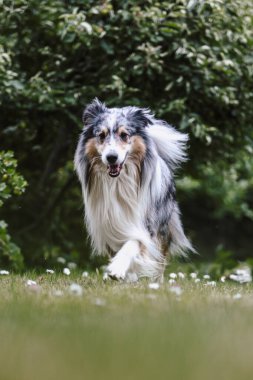 Sheltie 'nin köpeği yeşil bahçededir..