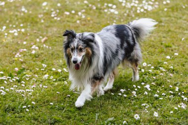 Sheltie 'nin köpeği yeşil bahçededir. Fotoğraf, sıcak bir yaz bulutlu bir günde çekildi..