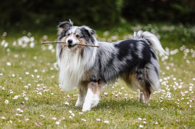 Shetland çoban köpeği Sheltie bahçede ağzında küçük bir sopayla dikiliyor. Fotoğraf, sıcak ve bulutlu bir parkta çekildi..