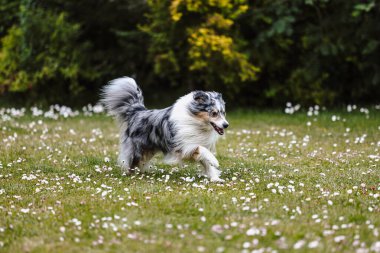 Mavi merle shetland çoban köpeği koşuyor ve parkta oynuyor. Fotoğraf, sıcak bir yaz gününde bulutlu ve aydınlık bir ortamda çekildi..