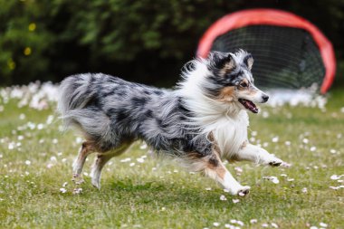 Mavi merle shetland çoban köpeği koşuyor ve parkta oynuyor. Fotoğraf, sıcak bir yaz gününde bulutlu ve aydınlık bir ortamda çekildi..