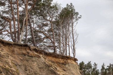 Seaside Balitc shoreside virw with trees near cliff. Erosion process. Photo taken in Latvia, Jurkalne. clipart