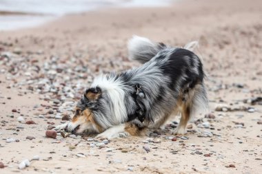 Baltık kıyı şeridi yakınlarında nadir bulunan mavi merle shetland çoban köpeği. Fotoğraf Letonya, Jurkalne 'de bulutlu bir sonbahar gününde çekildi..