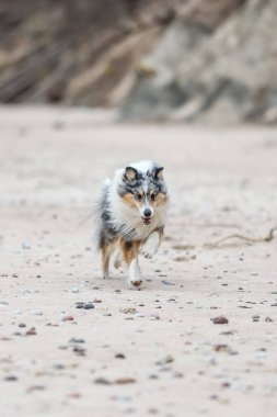 Sahil şeridinde koşan mavi merle shetland çoban köpeği. Fotoğraf bulutlu bir günde çekildi, Letonya.