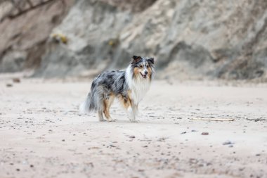 Baltık kıyı şeridi yakınlarında nadir bulunan mavi merle shetland çoban köpeği. Fotoğraf Letonya, Jurkalne 'de bulutlu bir sonbahar gününde çekildi..