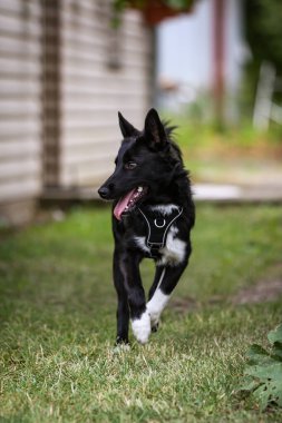 Siyah köpek çimenlerde koşuyor.