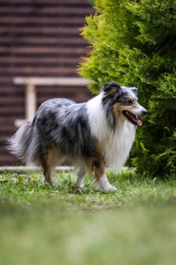 Sheltie bahçede. Nadir mavi merle rengi.