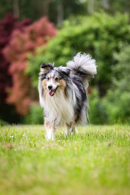 Nadir bulunan mavi merle shetland çoban köpeği Sheltie yeşil bahçede dolaşıyor. Fotoğraf, sıcak bir yaz gününde çekildi. Hava bulutlu. Doğrudan güneş ışığı yok.