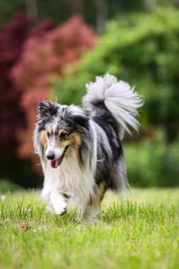 Nadir bulunan mavi merle shetland çoban köpeği Sheltie yeşil bahçede dolaşıyor. Fotoğraf, sıcak bir yaz gününde çekildi. Hava bulutlu. Doğrudan güneş ışığı yok.