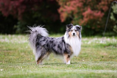 Sheltie bahçede. Nadir mavi merle rengi.