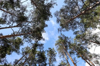 Orman ağaçlarının ortasında geniş bir açı var. Birkaç beyaz bulutla berrak gökyüzü,