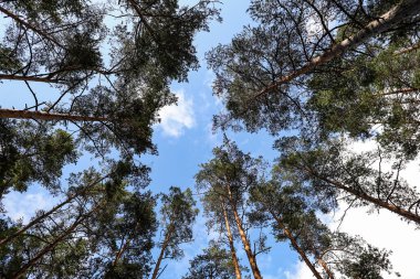 Orman ağaçlarının ortasında geniş bir açı var. Birkaç beyaz bulutla berrak gökyüzü,