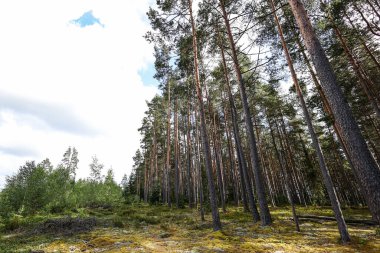 Güzel çam ağacı ormanlarıyla doğal manzara. Fotoğraf, sıcak bir yaz gününde, bulutlu bir ortamda çekildi..
