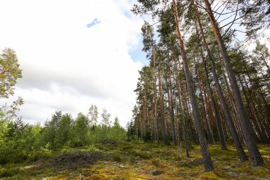 Güzel çam ağacı ormanlarıyla doğal manzara. Fotoğraf, sıcak bir yaz gününde, bulutlu bir ortamda çekildi..