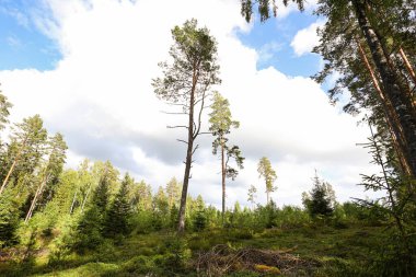 Güzel çam ağacı ormanlarıyla doğal manzara. Fotoğraf, sıcak bir yaz gününde, bulutlu bir ortamda çekildi..