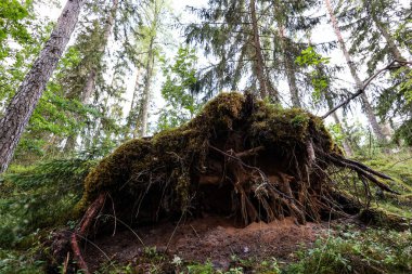 Kökleri yerden sarkan devrilmiş bir ağaç. Fotoğraf sıcak bir yaz gününde çekildi..