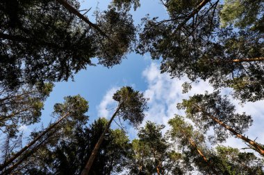 Orman ağaçlarının ortasında geniş bir açı var. Birkaç beyaz bulutla berrak gökyüzü,